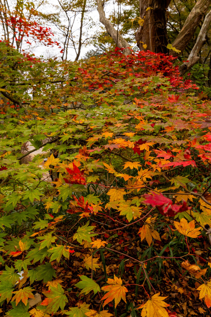 紅葉の登り道