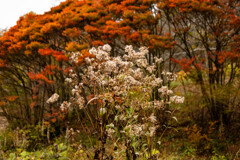 紅葉前の白い植物