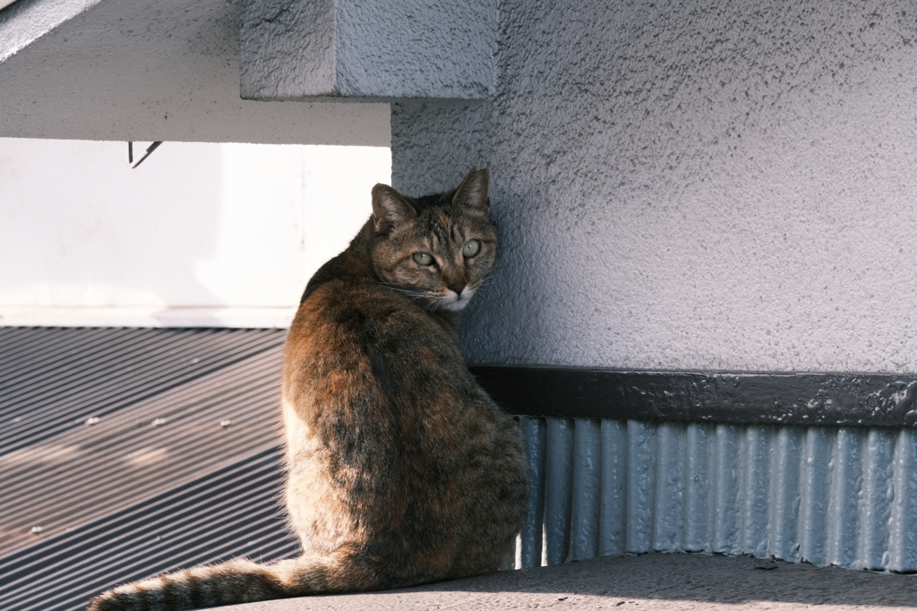 ねこ