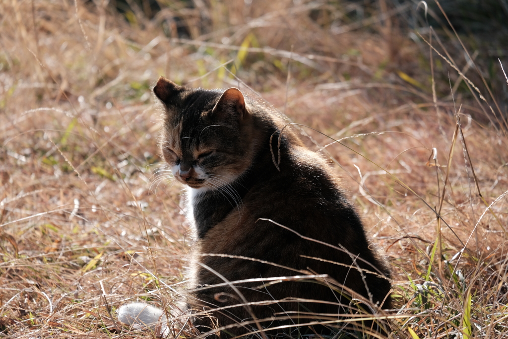 ねこ