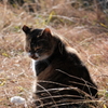 ねこ