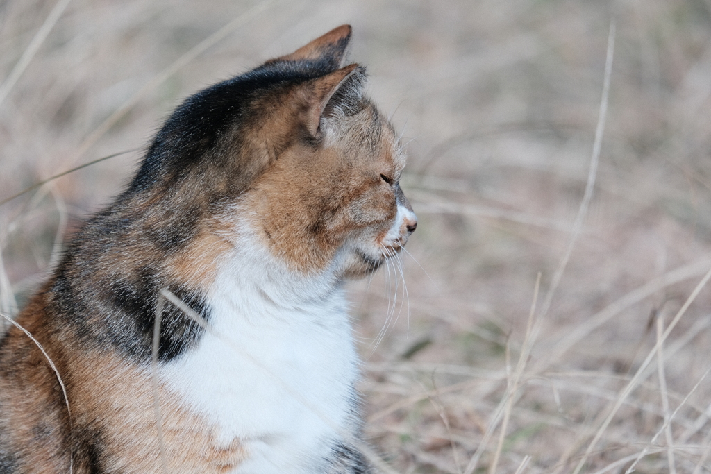 ねこ