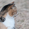 ねこ