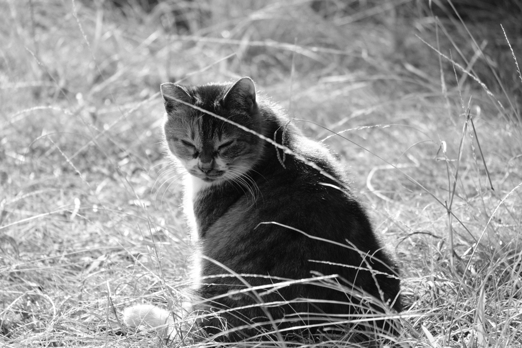 ねこ