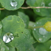 水玉