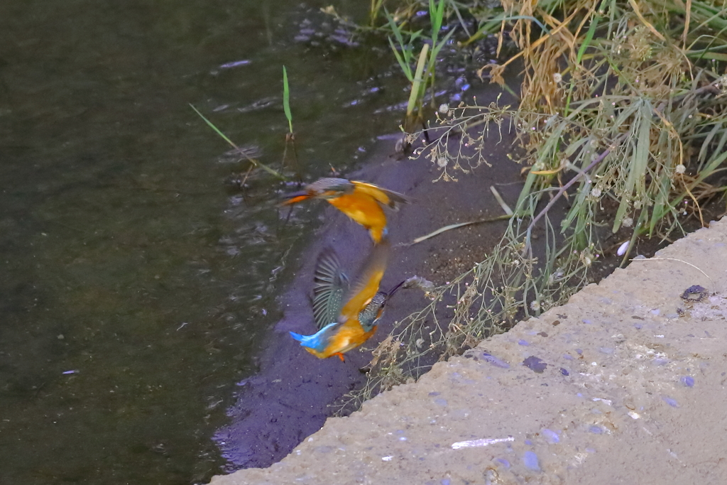 20221001_10月のカワセミ③
