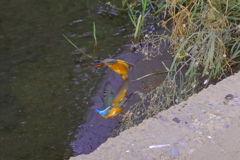 20221001_10月のカワセミ③