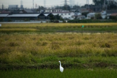 20221012郊外の風景