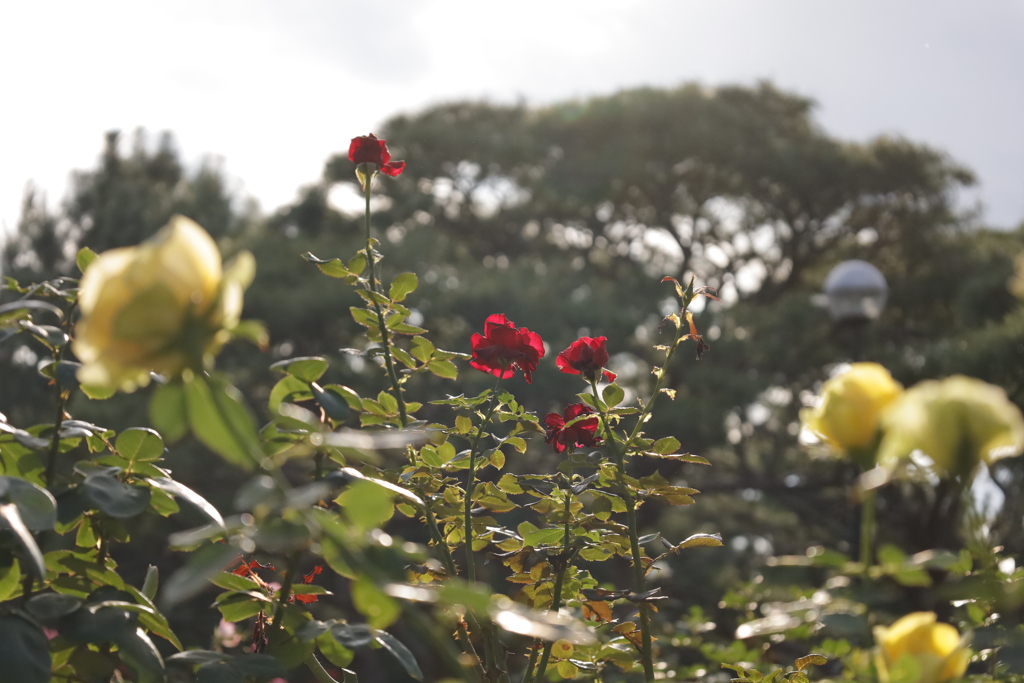 20221029大磯明治記念庭園の薔薇②