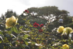 20221029大磯明治記念庭園の薔薇②