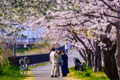 20240407 金目川河畔 桜満開①