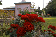 20220603八幡山公園の薔薇