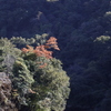 20221102 色づく渓谷