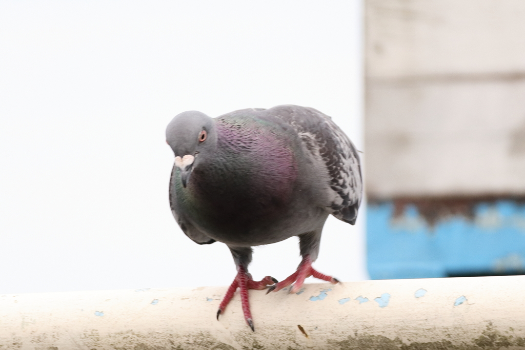 20220718ズームイン鳩！