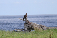 20220806ある日のうみの風景