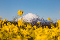 20230211 二宮吾妻山からの富士山