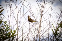20221022河原のカワラヒワ
