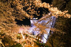 20230331 津山さくらまつり②