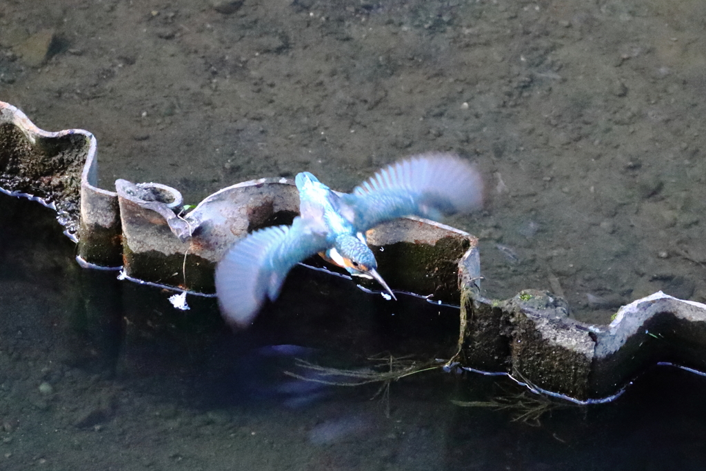 20221001_10月のカワセミ①