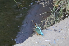 20221001_10月のカワセミ④