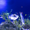 20220920新江の水③