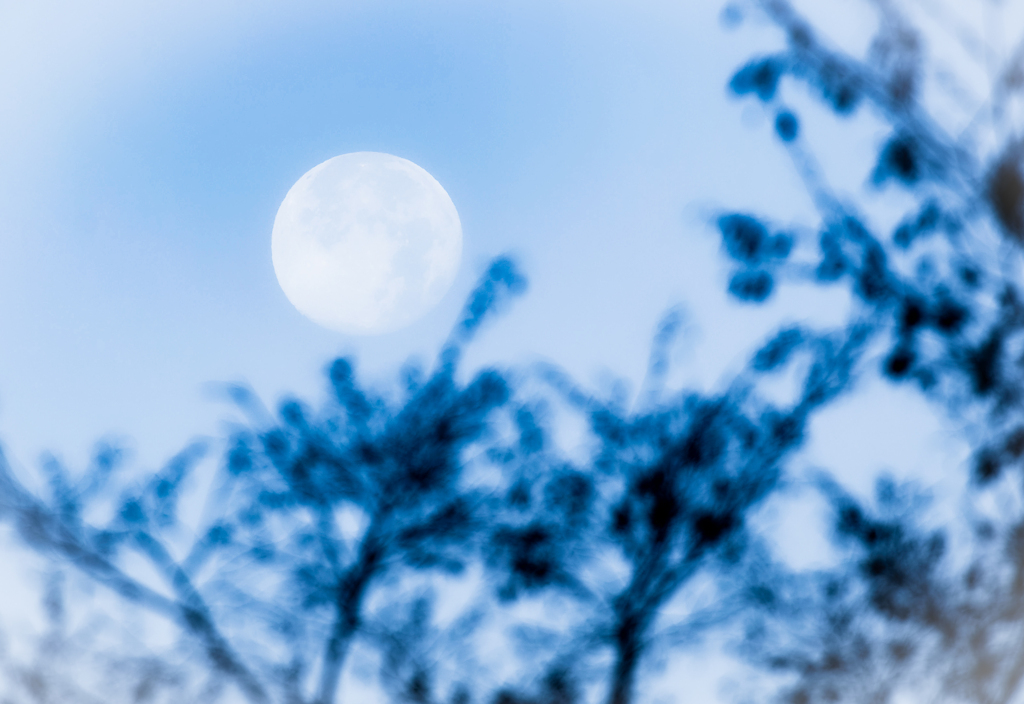 20231129 消えゆく朝の月morning moon