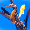 20230721 seahorse