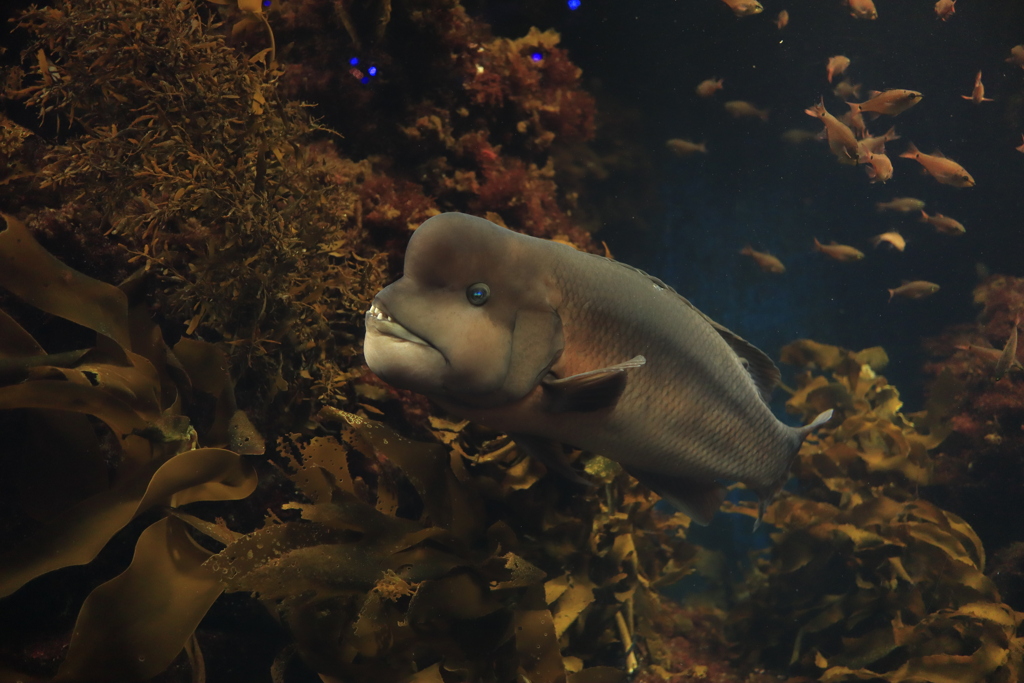 20220920新江の島水族館のコブダイ①