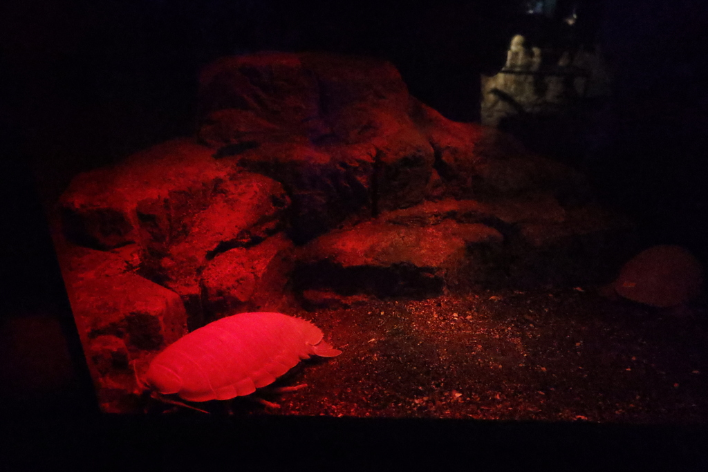 20220920新江の島水族館のエノスイグソクムシ