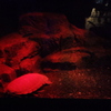 20220920新江の島水族館のエノスイグソクムシ
