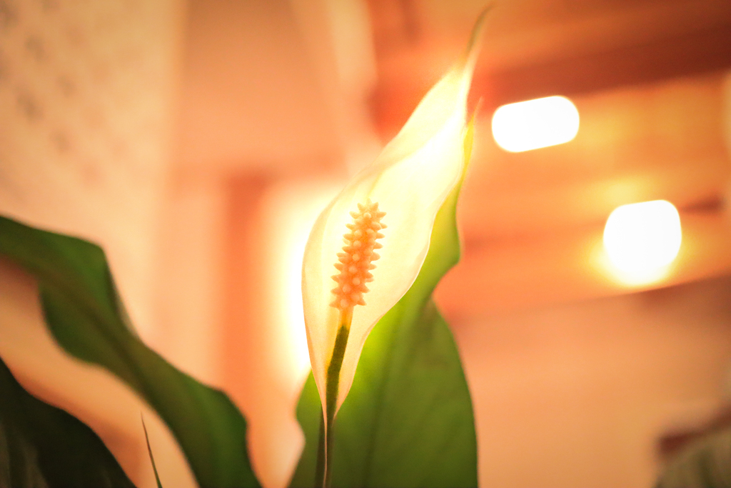 20220622我が家のスパティフィラム