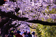 20240407 金目川河畔 桜満開③