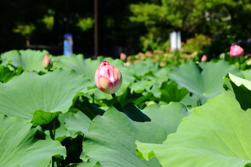 20220723小田原城址公園のハス