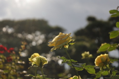20221029大磯明治記念庭園の薔薇①