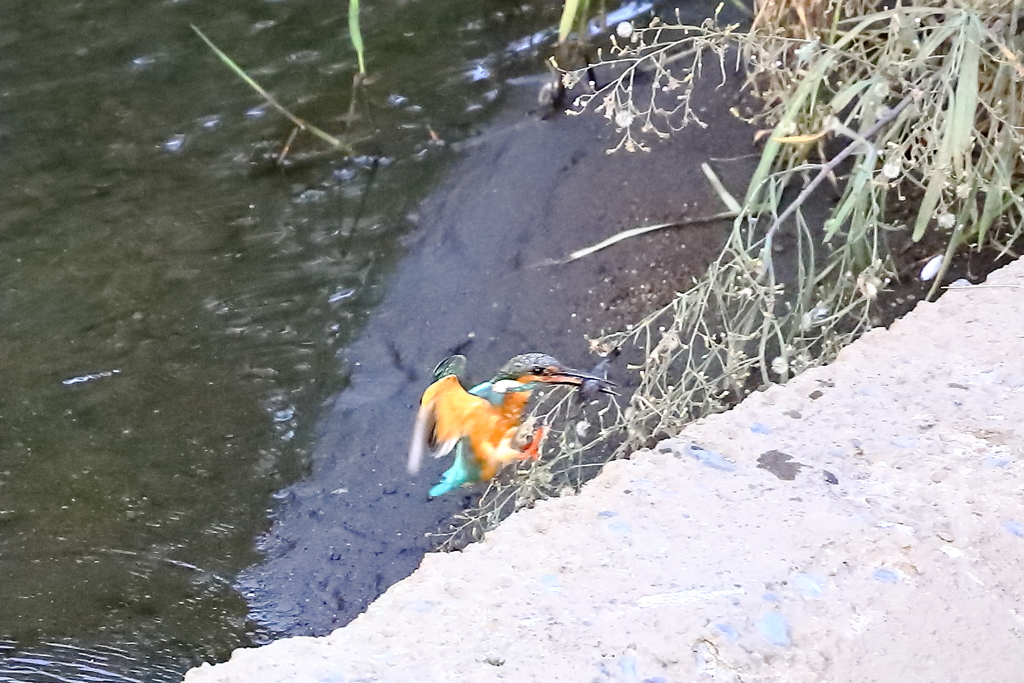 20221001_10月のカワセミ⑤