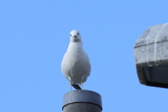 20220910 小首をかしげてほほ笑むウミネコ