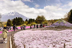 20230429 富士山と芝桜のミニ富士山