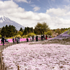 20230429 富士山と芝桜のミニ富士山
