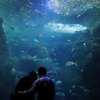 20220920新江の島水族館のオマケ