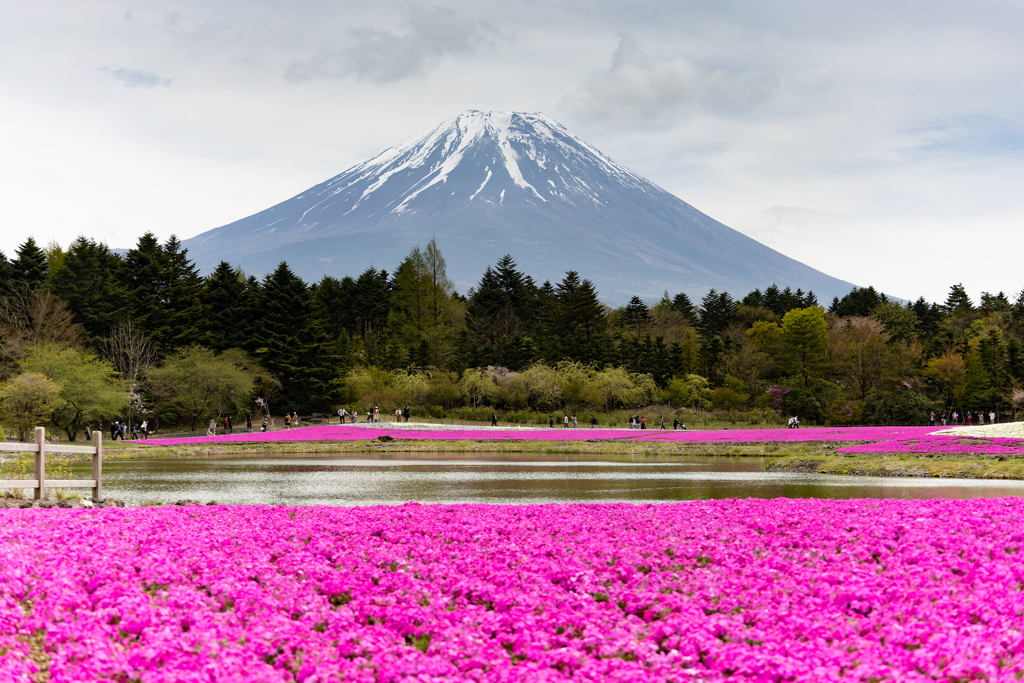 20230429 富士芝桜まつり