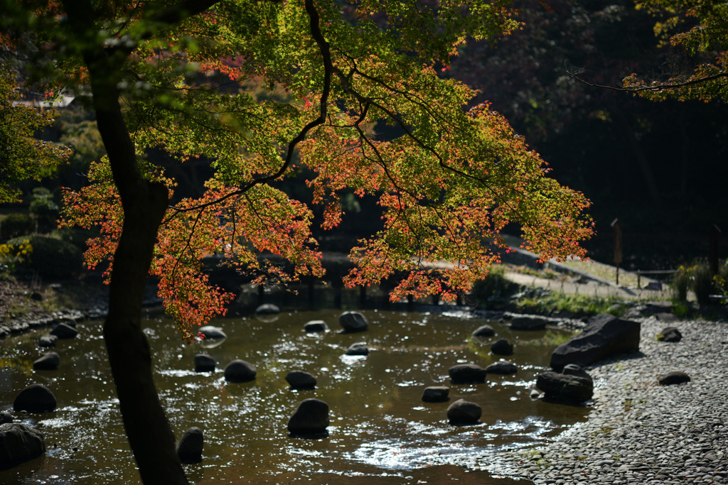 紅葉と池