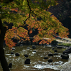 紅葉と池