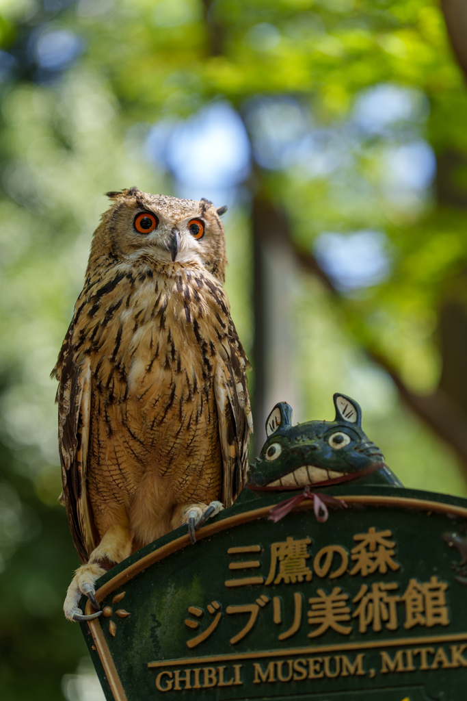【となりのトトロ】大きくなぁれ！　フォトスタンド 87-img51.jpg