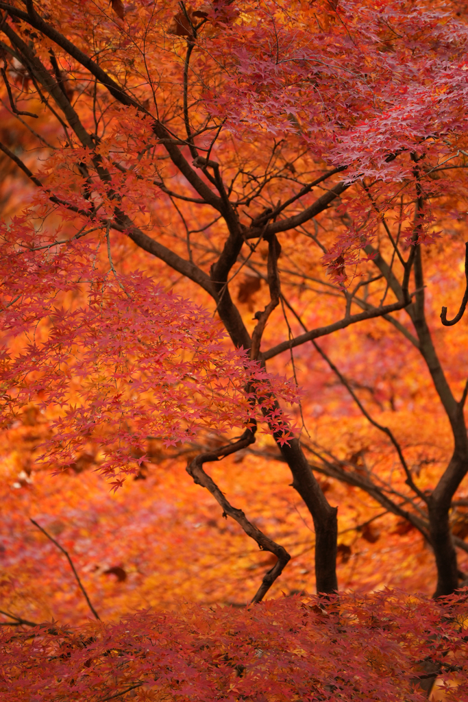 紅葉終盤その１・燃えてます