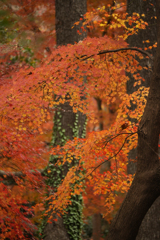紅葉終盤その2・炎舞