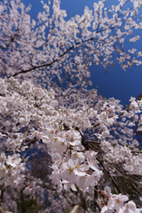 しだれ桜満開です♪