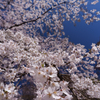 しだれ桜満開です♪
