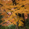 紅葉終盤その3・大樹もみじ