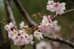 十月桜も満開で