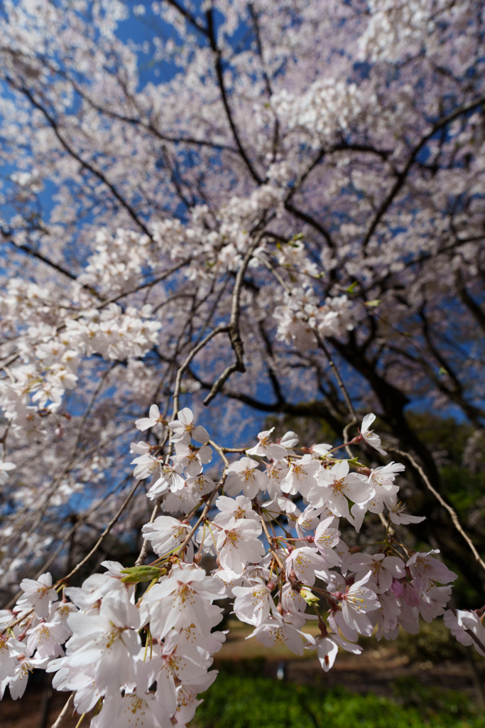 桜花火がバーーン☆